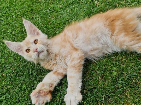 Maine Coon kvalitet