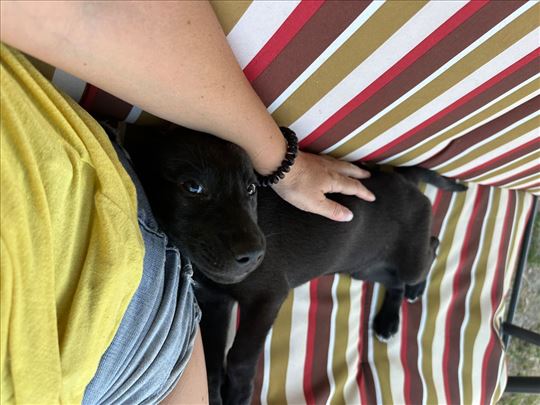 Štenci Labradora na poklon