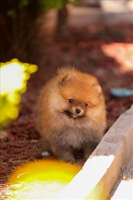 Pomeranac, Pomeranci, Boo, medvedici