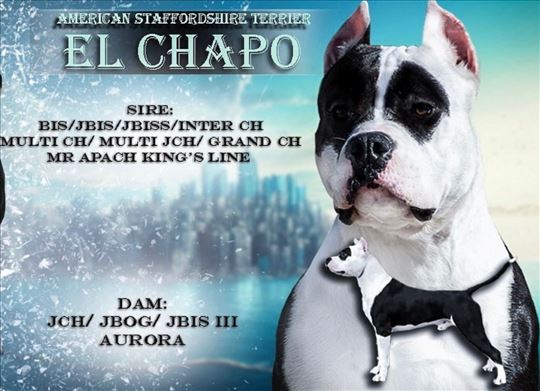 Američki stafordski terijer, odrastao pas