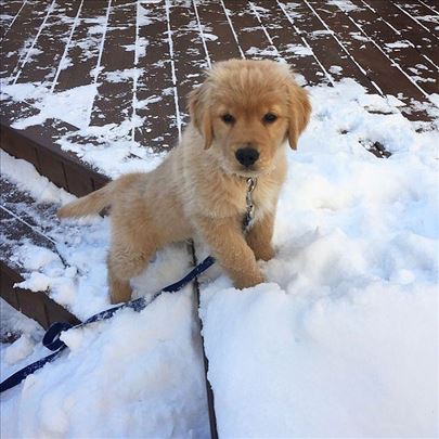 Beautiful golden retriever puppy girl