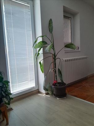 Difenbahija 