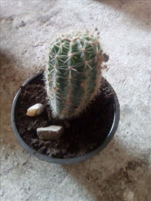 Kaktusi