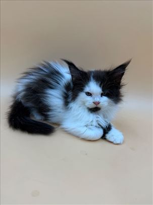 Maine Coon Thalia - divine princess