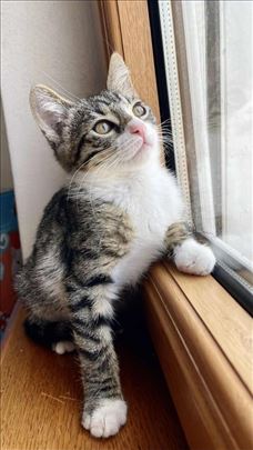 Mau