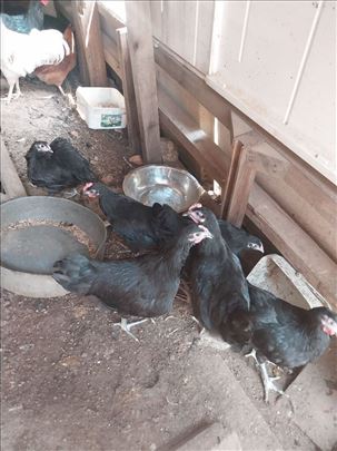 Prodaja Australorp Crni Koske ...Kokice pilica...