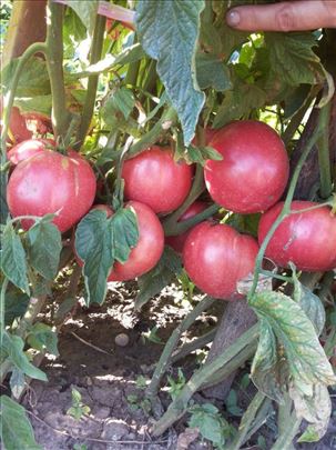 Rasad paradajza sorte Amati