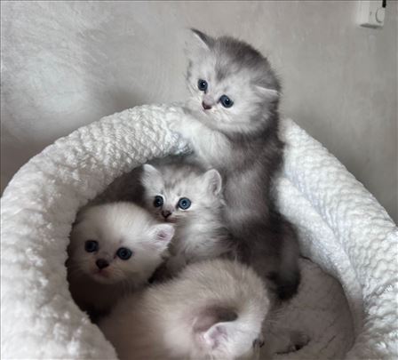 British/Scottish macici sa pedigreom