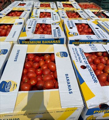 Domaći paradajz šljivar