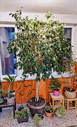 Dva drveta Bendzamina