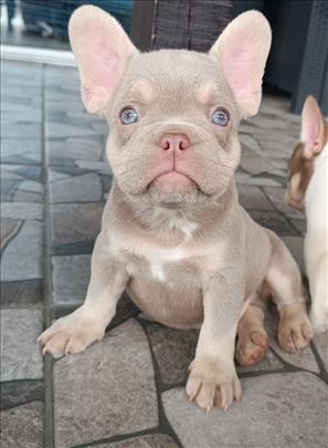 Francuski buldog, štene