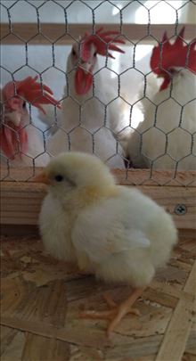 Leghorn pilići, misirke i pekinški pačići