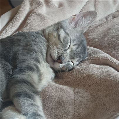 Poklanjamo umiljate mačiće i mačke, vakcinisane