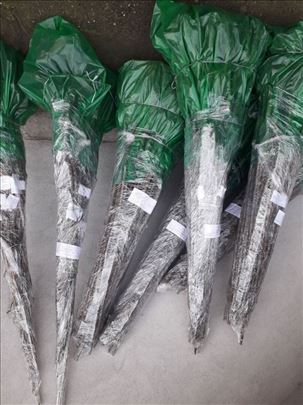 Voćne sadnice od proizvođača - akcija 