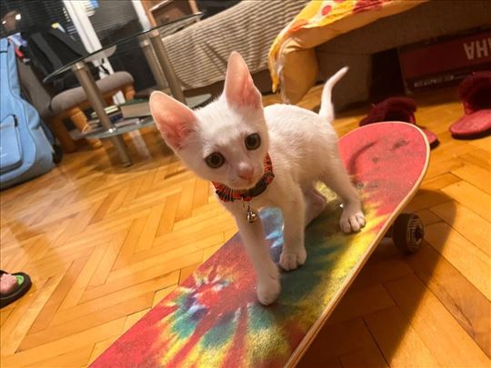 Kvalitetan Skejtbord