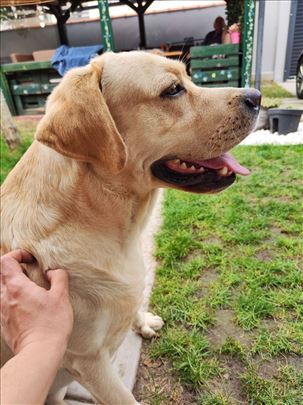 Mužjak labrador retrivera slobodan za parenje