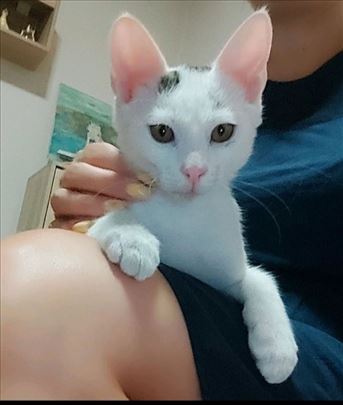 Preumiljato, divno mace Oblacic trazi dom