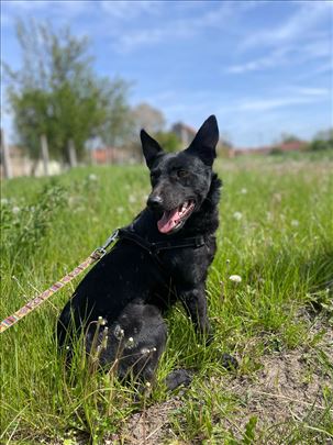 Misha traži zauvek dom