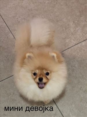 Pomeranski špic , štene