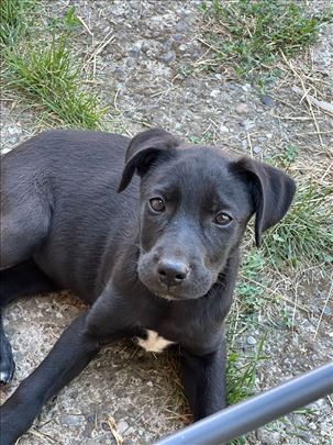 Štenci Labradora na poklon