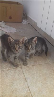 Domaci macici traze dom: musko i zensko