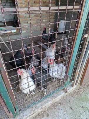 Kokoske Australorp,sasex...