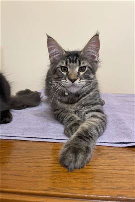 Maine Coon , mače
