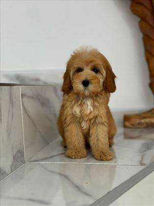 Maltipoo, štene