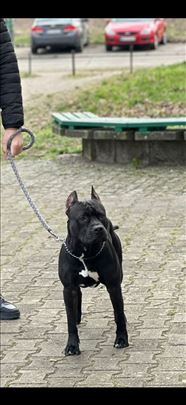 Pit bul terijer, odrastao pas