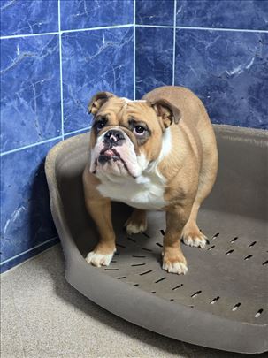 Buldog, štene
