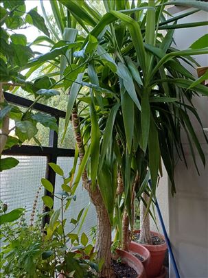 "Drvo života" više komada