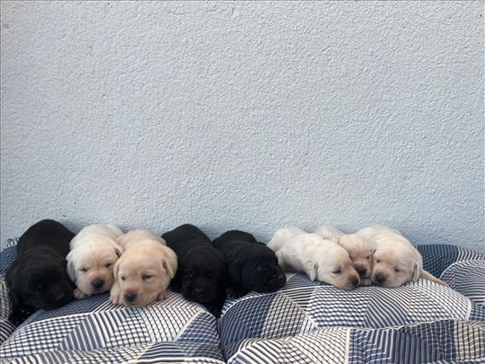 Labrador retriver, štene