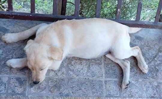 Labrador retriver, štene