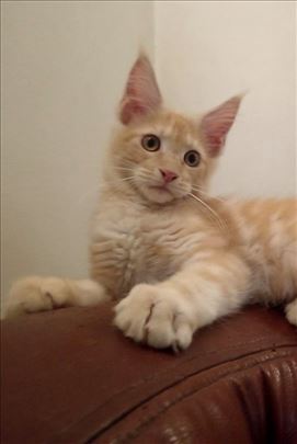 Maine Coon, muški mačići na prodaju 