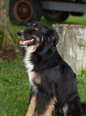 Mešanac, odrastao pas