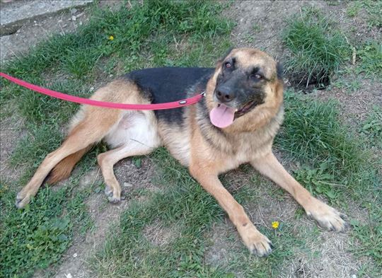 Nemački ovčar, mlad pas