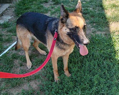 Nemački ovčar, mlad pas