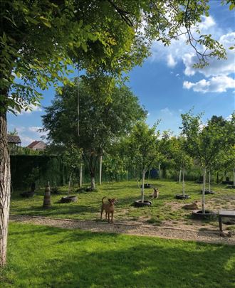 Pansion za pse, klimatizovan