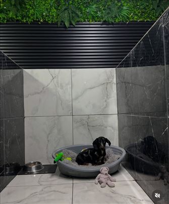 Pansion za pse, klimatizovan