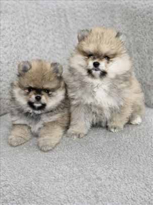 Pomeranac stenci