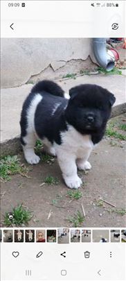 Akita, štene