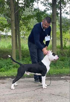 Američki stafordski terijer, odrastao pas