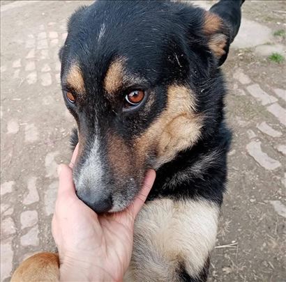 Mešanac, odrastao pas