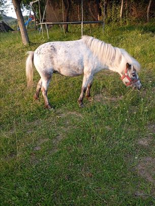 Prodajem poni kobilu