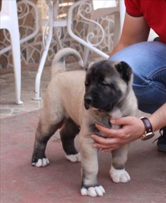 Štenad turskog kangala, turski kangal štenci