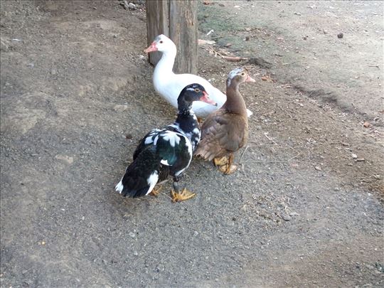 Mošusne patke 