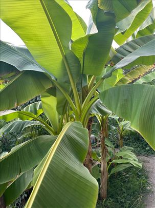 Sadnice zimootporne banane