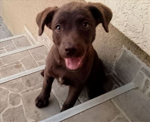 Cokolada za udomljavanje