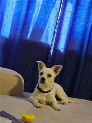 Mešanac dzek rasela na poklon