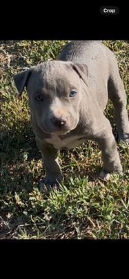 Pit bul terijer, štene